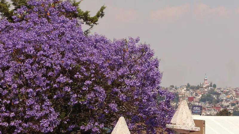 Jacarandas iluminan las calles de Puebla | Fotorreportaje